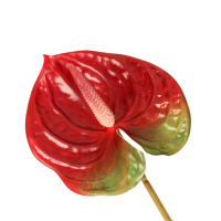 Цветы искусственные Антуриум 60см красный 