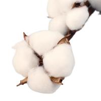 Декор сухоцвет Хлопок d-5см 70см 